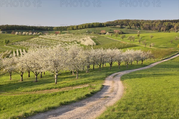 Blossoming cherry trees along field path