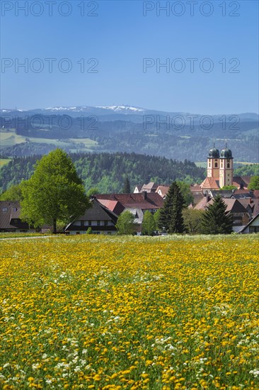 Blooming dandelion meadow in front of St.Margen with monastery church in spring