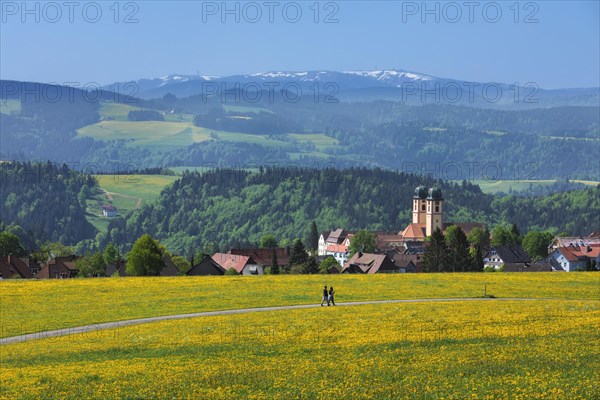 Blooming dandelion meadow in front of St.Margen with monastery church in spring