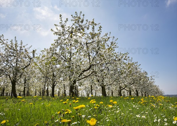 Flowering cherry trees