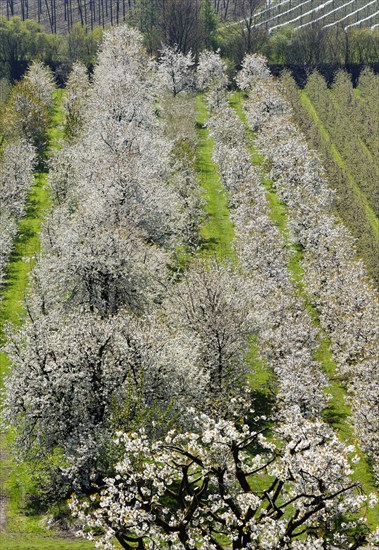 Flowering cherry trees