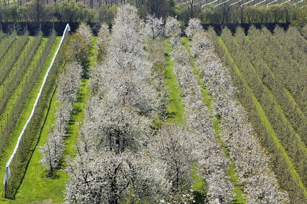 Flowering cherry trees