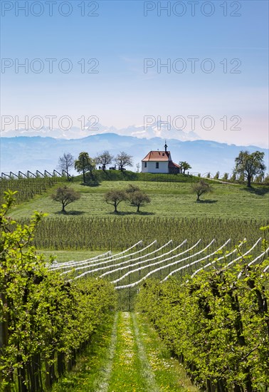 Apple plantation