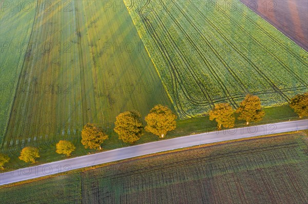 Country road with row of trees at sunrise