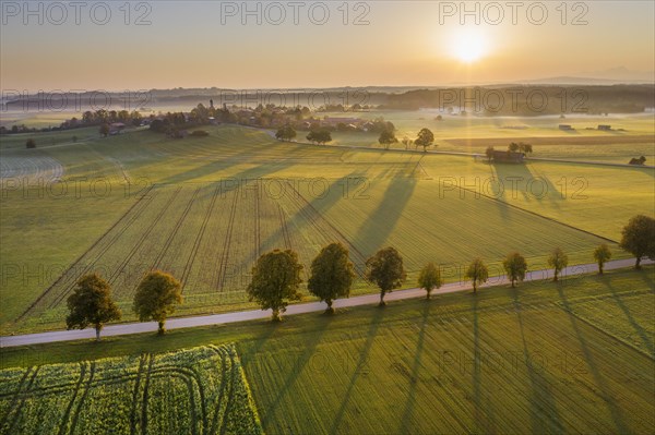 Country road with tree row at sunrise