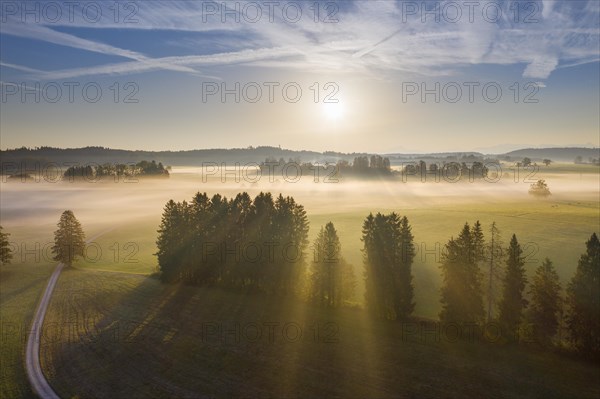 Ground fog at sunrise