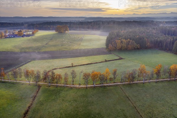 Birch avenue through meadow landscape in the morning light