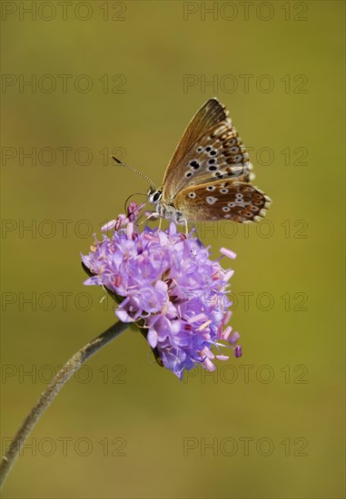 Adonis blue (Polyommatus bellargus)