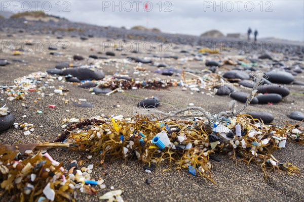 Microplastics between seaweed on the sandy beach