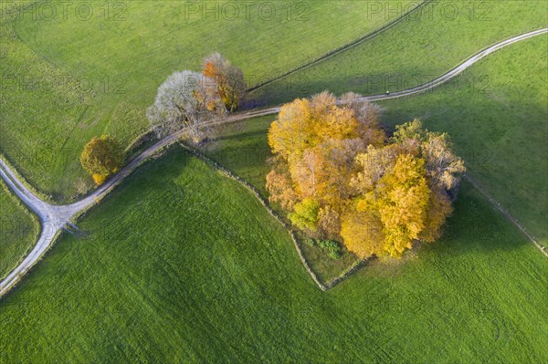 Autumn group of trees in meadow