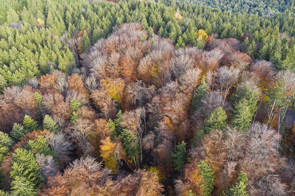 Autumn mixed forest of spruce and copper beech