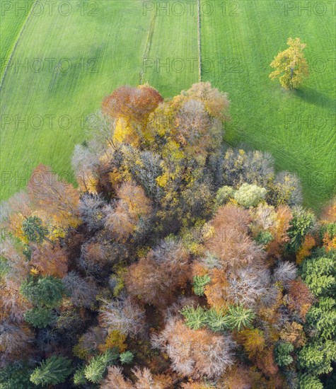 Autumn mixed forest and meadow