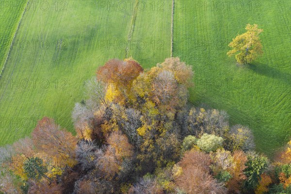 Autumn forest edge and meadow