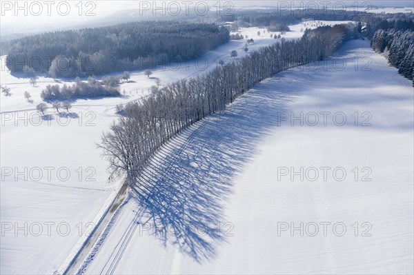 Tree row with long shadows in winter