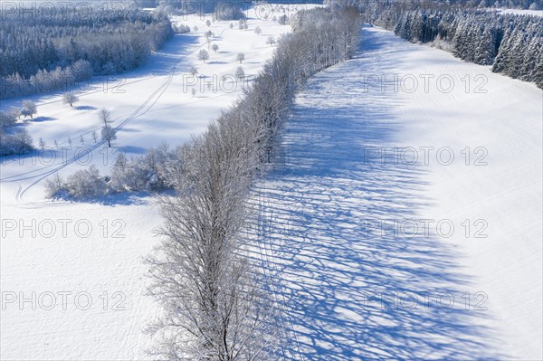 Tree row with long shadows in winter