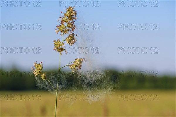 Pollen flight