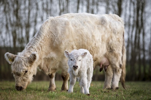 Galloway cattle (Bos primigenius taurus) with blond pigmentation