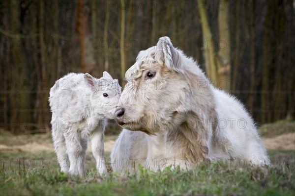 Galloway cattle (Bos primigenius taurus) with blond pigmentation