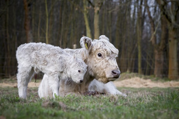 Galloway cattle (Bos primigenius taurus) with blond pigmentation