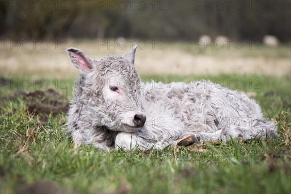 Galloway cattle (Bos primigenius taurus) with blond pigmentation