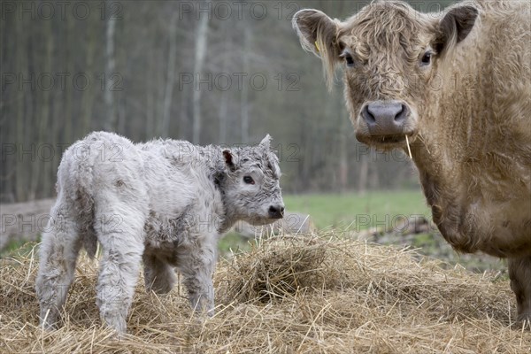 Galloway cattle (Bos primigenius taurus) with blond pigmentation