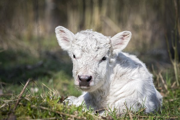 Galloway cattle (Bos primigenius taurus) with blond pigmentation