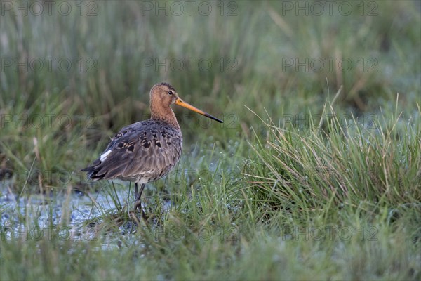 Black-tailed godwit (Limosa limosa) in wetland