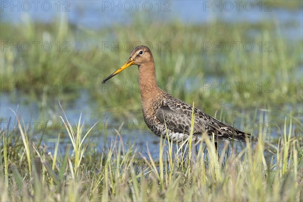 Black-tailed godwit (Limosa limosa) in wetland