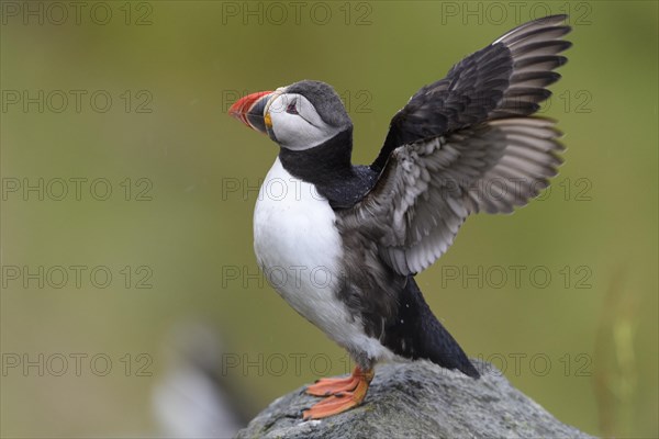 Puffin (Fratercula arctica) flapping its wings