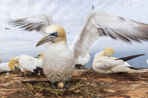 Northern gannet (Morus bassanus)