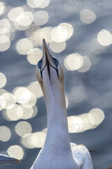 Northern gannet (Morus bassanus)