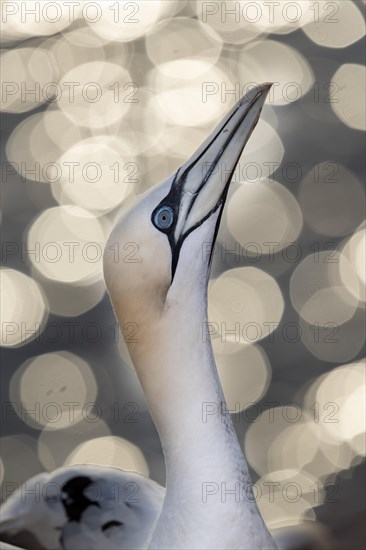 Northern gannet (Morus bassanus)