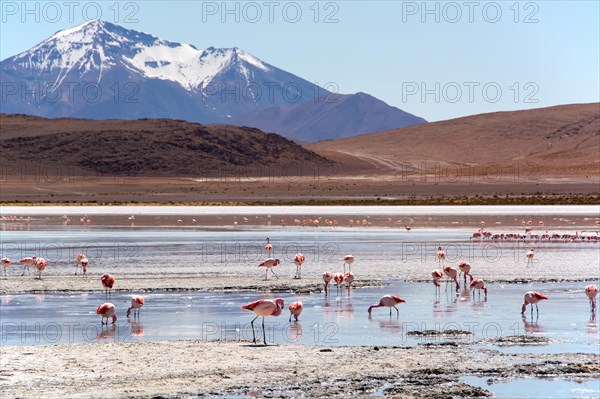 Laguna Hedionda with James's flamingos (Phoenicoparrus jamesi) in shallow water