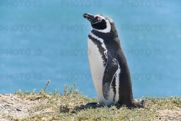 Magellanic penguin (Spheniscus magellanicus)