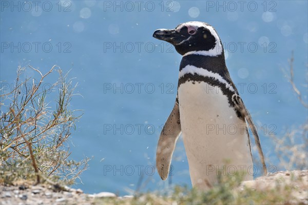 Magellanic penguin (Spheniscus magellanicus)