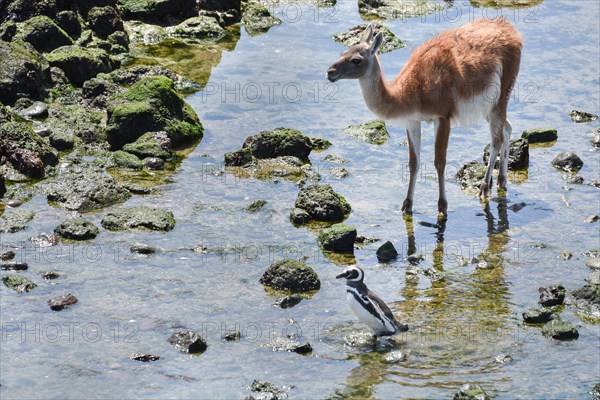 Magellanic penguin (Spheniscus magellanicus) with Guanaco (Lama guanicoe)
