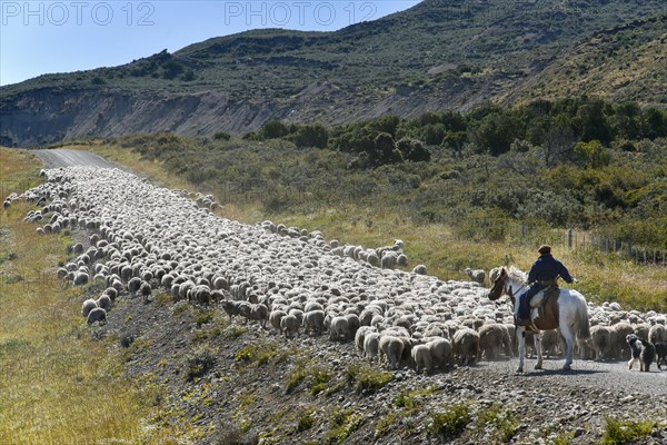 Gaucho on horseback drives huge flocks of sheep