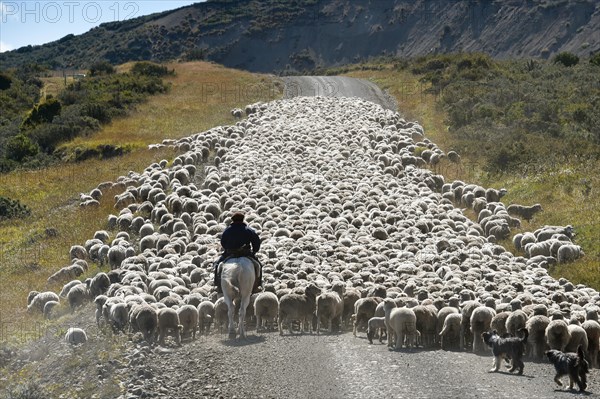 Gaucho on horseback drives huge flocks of sheep