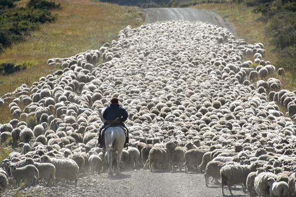 Gaucho on horseback drives huge flocks of sheep