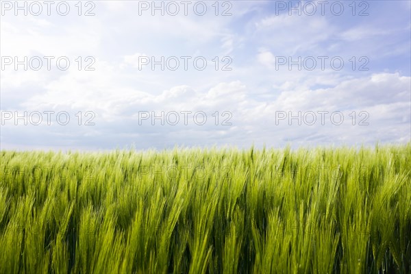 Barley field in spring