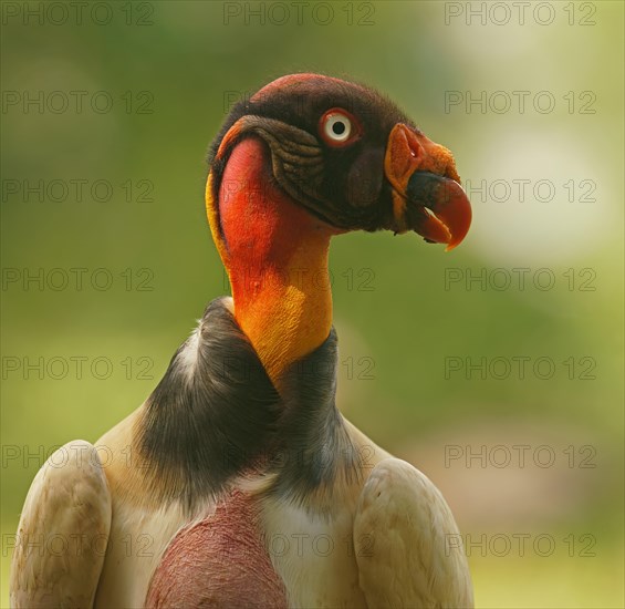 King vulture (Sarcoramphus papa)