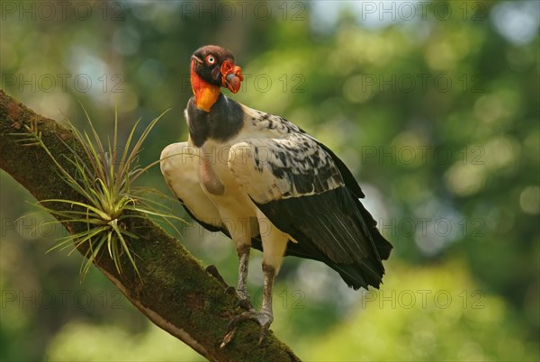 King Vulture (Sarcoramphus papa) stands on a branch