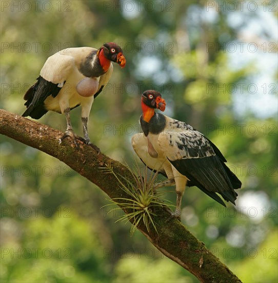 King Vulture (Sarcoramphus papa)