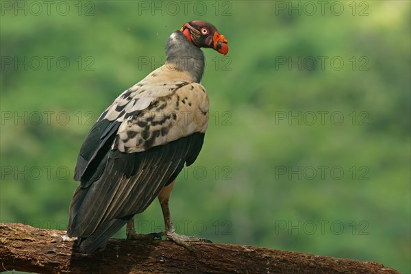 King Vulture (Sarcoramphus papa) stands on a branch