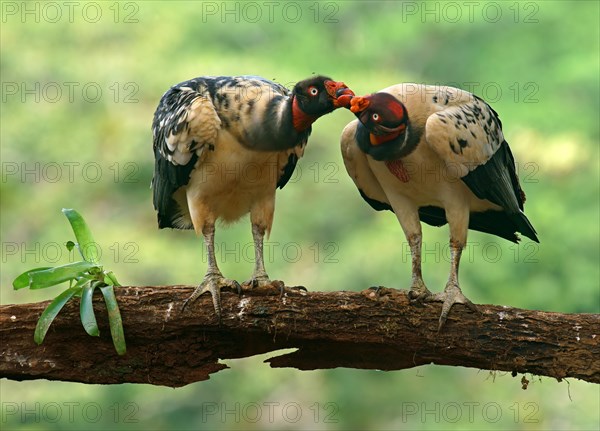 King Vulture (Sarcoramphus papa)