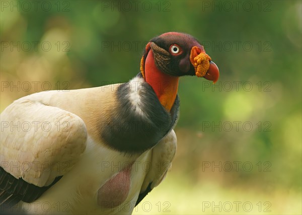 King vulture (Sarcoramphus papa)