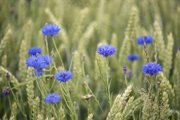 Cornflower (Centaurea cyanus) in wheat field (Triticum aestivum)