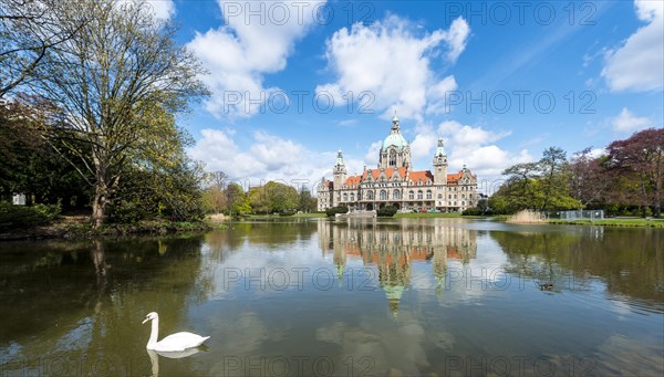 Swan on a pond in the Maschpark outside of New Town Hall with water reflection