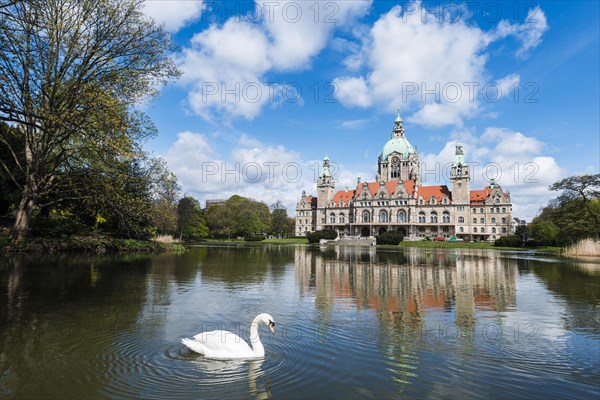 Swan on a pond in the Maschpark outside of New Town Hall with water reflection