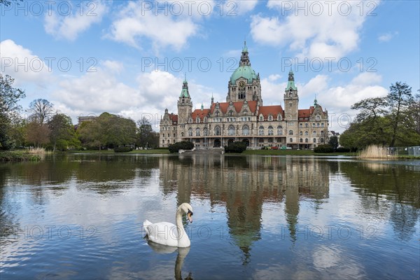 Swan on a pond in the Maschpark outside of New Town Hall with water reflection